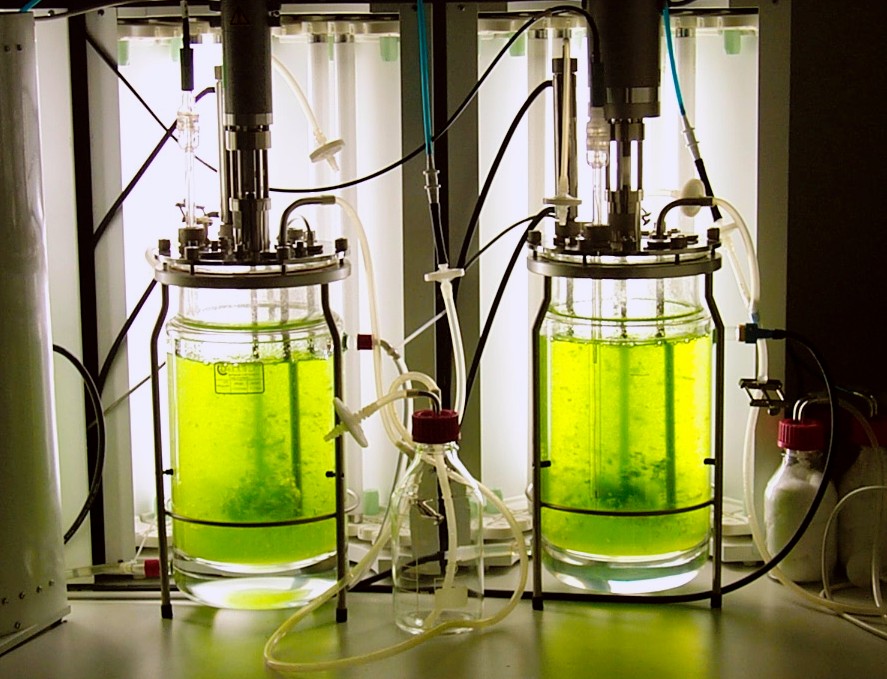 Bioprocédés - Culture de micro algues