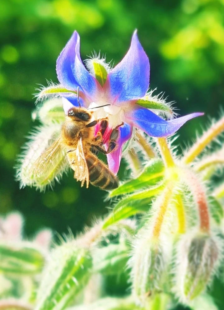 Phographie Sullyvan PERION